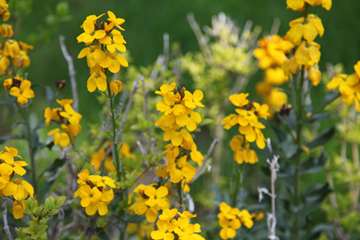 بهار دانشگاه 1399